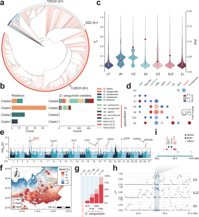 Fig. 3: Sympatric introgression from D. ciliaris into D. sanguinalis contributed to cold adaptation.