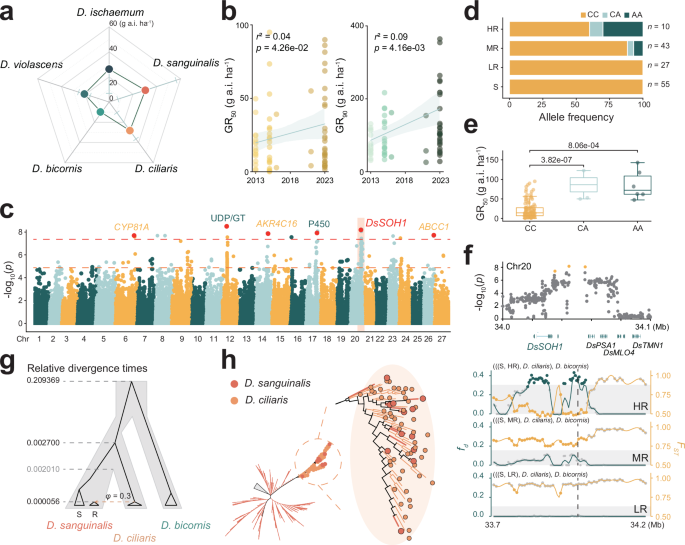 Fig. 4: Genomic basis of nicosulfuron resistance in D. sanguinalis.