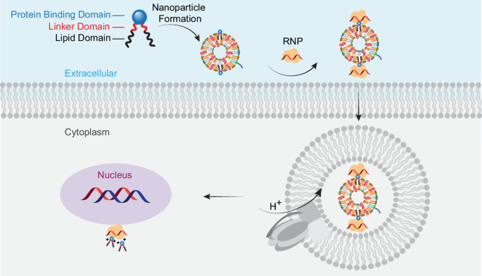 Fig. 1: Construction of complexes, and proposed mechanism(s) underlying intracellular delivery of genome-editing ribonucleoproteins (RNPs) mediated by Coomassie Brilliant Blue (CBB) liposomes.