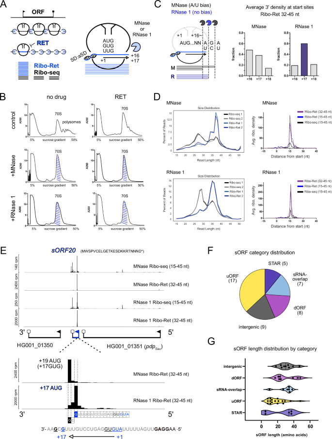 Fig. 1: RNase 1 Ribo-Ret enables high-resolution translation initiation profiling and sORF discovery in S. aureus.
