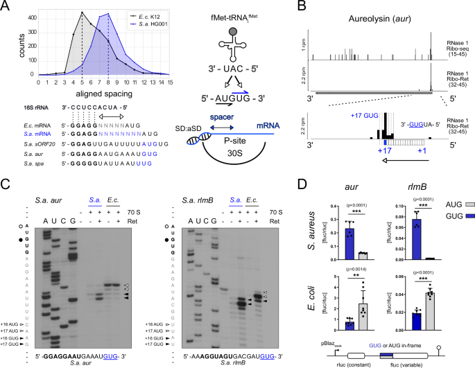 Fig. 2: High resolution Ribo-Ret reveals evolutionarily distinct start codon selection.