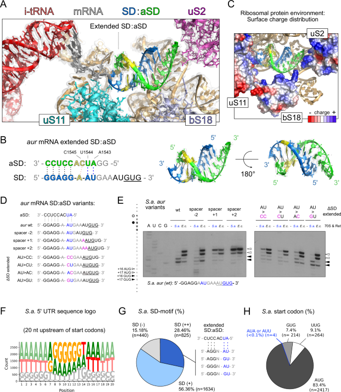 Fig. 3: Cryo-EM unveils an extended SD-aSD helix directing start codon selection.
