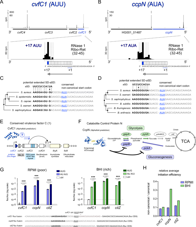Fig. 4: Ribo-Ret facilitates discovery of conserved non-canonical start codons.