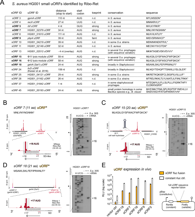 Fig. 5: Small uORFs represent candidate regulatory leader peptides.