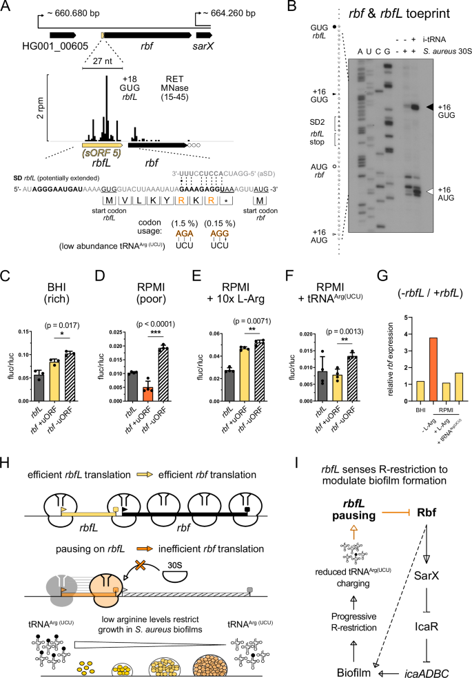 Fig. 6: rbfL is a novel leader peptide, sensing arginine restriction and exerting translational control over a transcriptional regulator of biofilm formation.