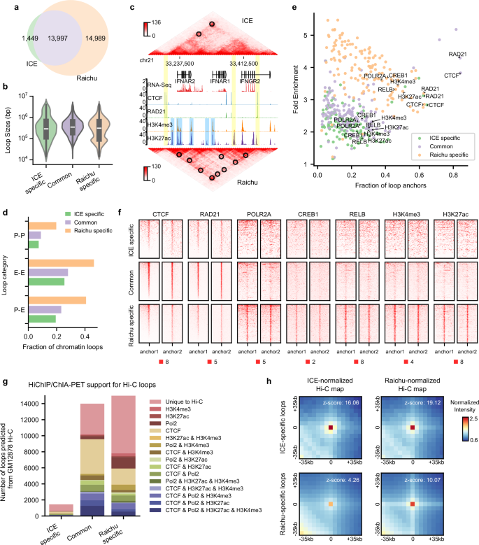 Fig. 2: Raichu identifies thousands of transcription-related loops missed by ICE.