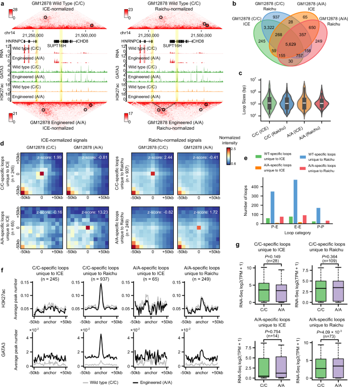 Fig. 5: Raichu detects unique differential loops associated with transcriptional regulation.