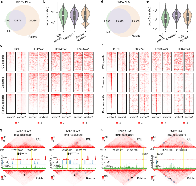 Fig. 6: Raichu detects conserved enhancer–promoter loops across species.