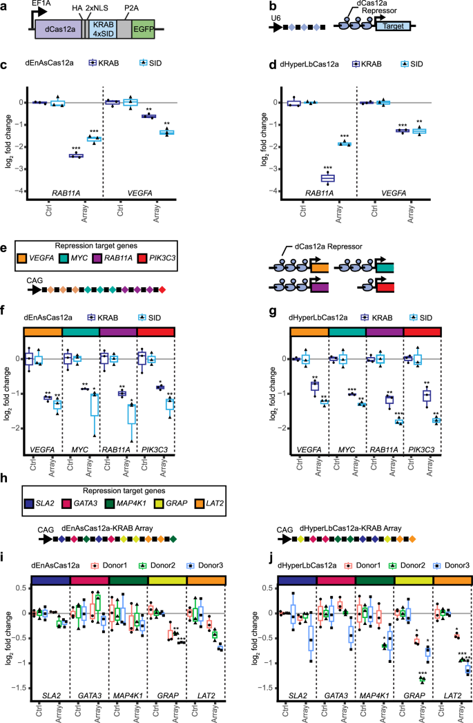 Fig. 2: Multiplexed gene repression by dCas12a.