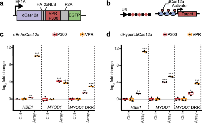 Fig. 3: Activation of single genes by dCas12a-P300 and dCss12a-VPR.