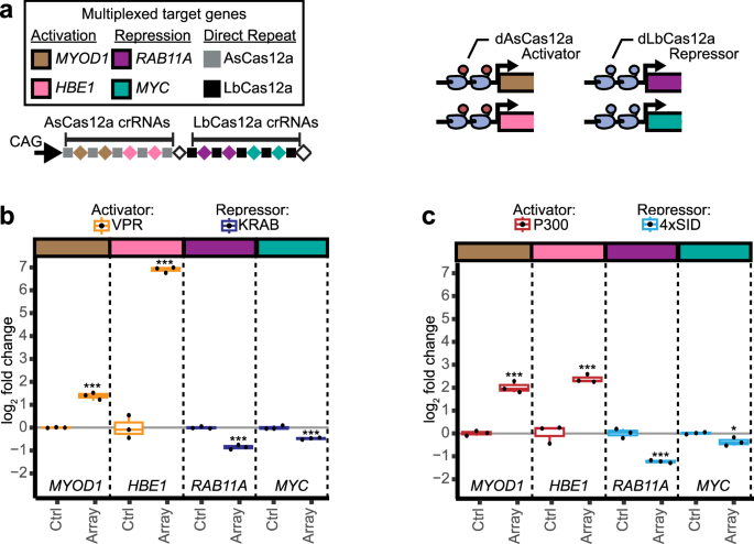 Fig. 5: Programmed, simultaneous activation, and repression within a single cell.