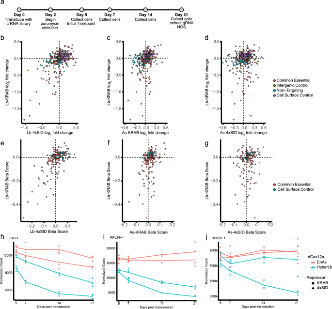 Fig. 6: Comparison of dCas12a repressors in a low MOI cell fitness screen.