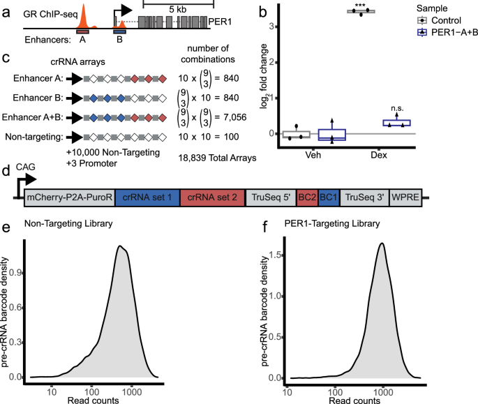 Fig. 7: Construction of a crRNA library to target two PER1 enhancers.