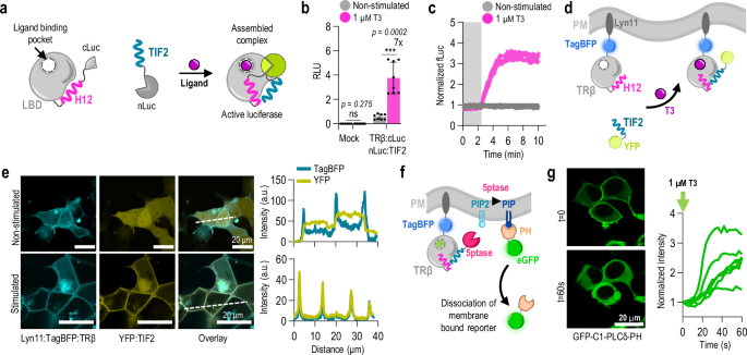 Fig. 1: Design and application of nuclear receptor-based LBD-TIF2 system for the rapid control of protein localization.