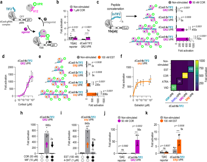 Fig. 3: Potentiated response of LBD-CID systems for two-input transcriptional control based on multivalent TIF2 repeats.