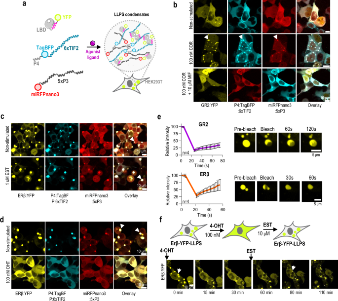 Fig. 4: Chemical regulation of liquid-liquid phase-separation by multivalent LBD-CID systems in mammalian cells.