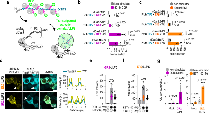Fig. 5: Multivalent LLPS transcriptional activators potently enhance chemically regulated transcriptional activation.