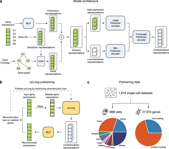 Fig. 1: scLong, a scRNA-seq foundation model with one billion parameters pretrained on 48 million cells, captures long-range context across 27,874 genes by employing a dual encoder architecture and leveraging Gene Ontology knowledge.
