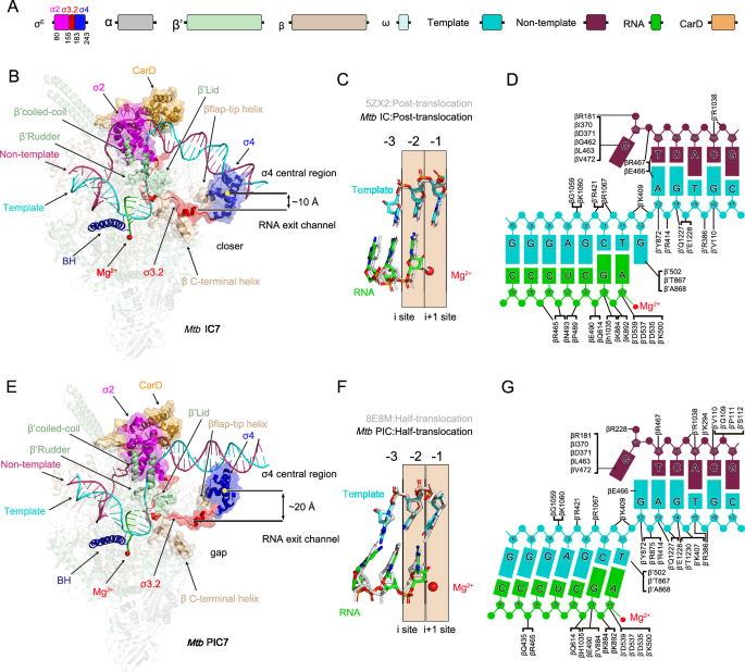 Fig. 1: Overall structure of the complex.