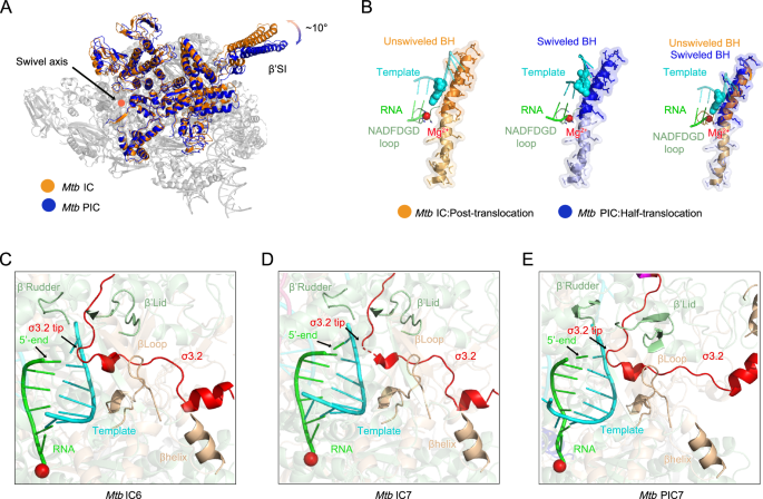 Fig. 2: Structural reorganization and steric competition during transcription initiation.