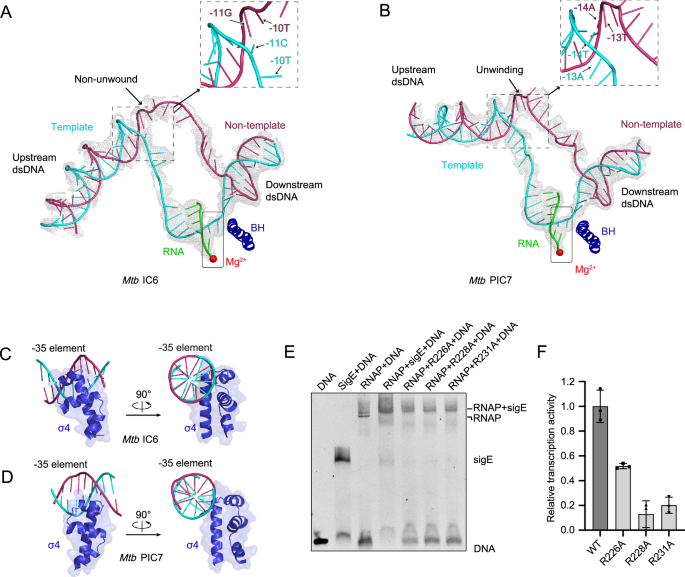 Fig. 3: DNA scaffold reorganization in PIC.
