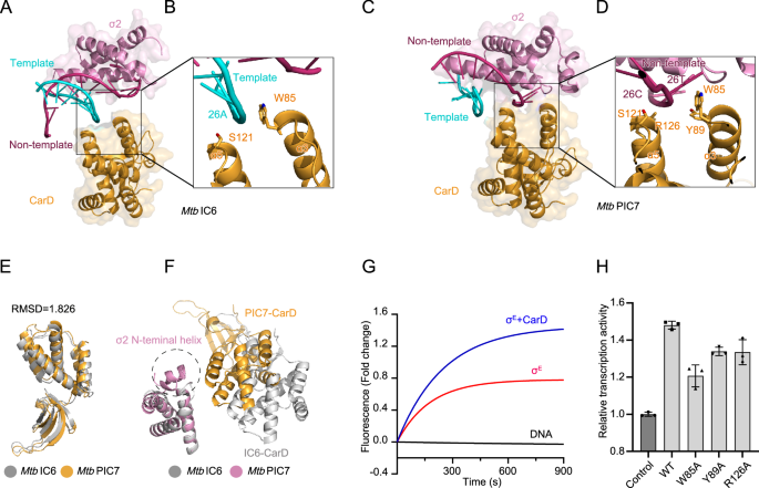 Fig. 4: Characterization of CarD binding motifs to ssDNA.