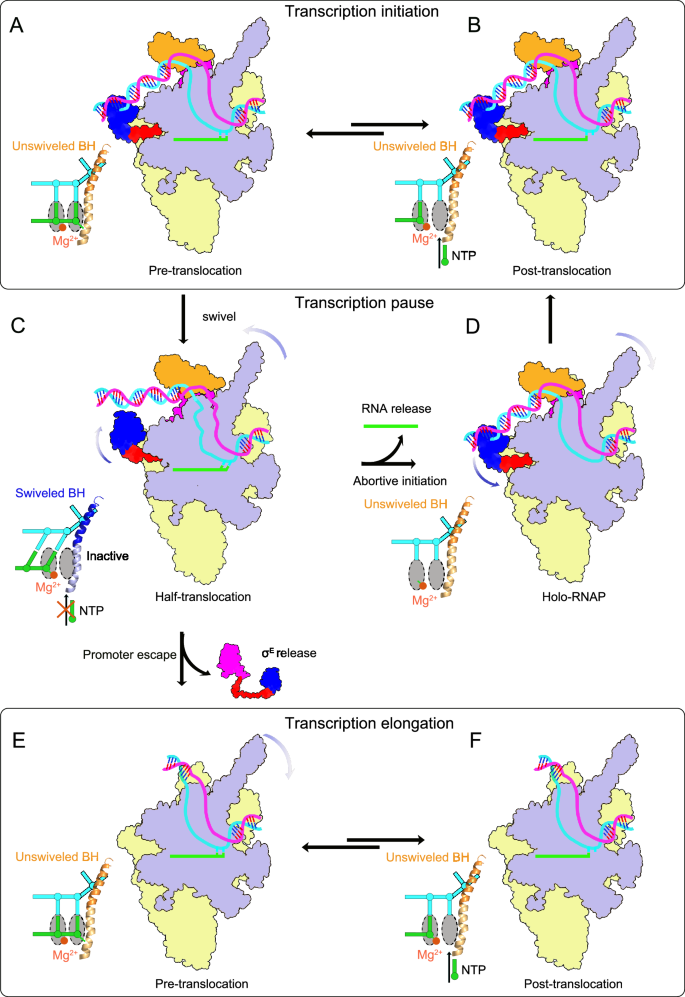 Fig. 5: Proposed mechanisms for transcription initiation.