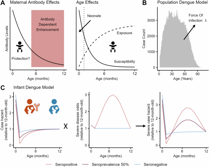 Fig. 1: Proposed hypotheses regarding infant dengue risk profile, and schematic of mechanistic model structure.
