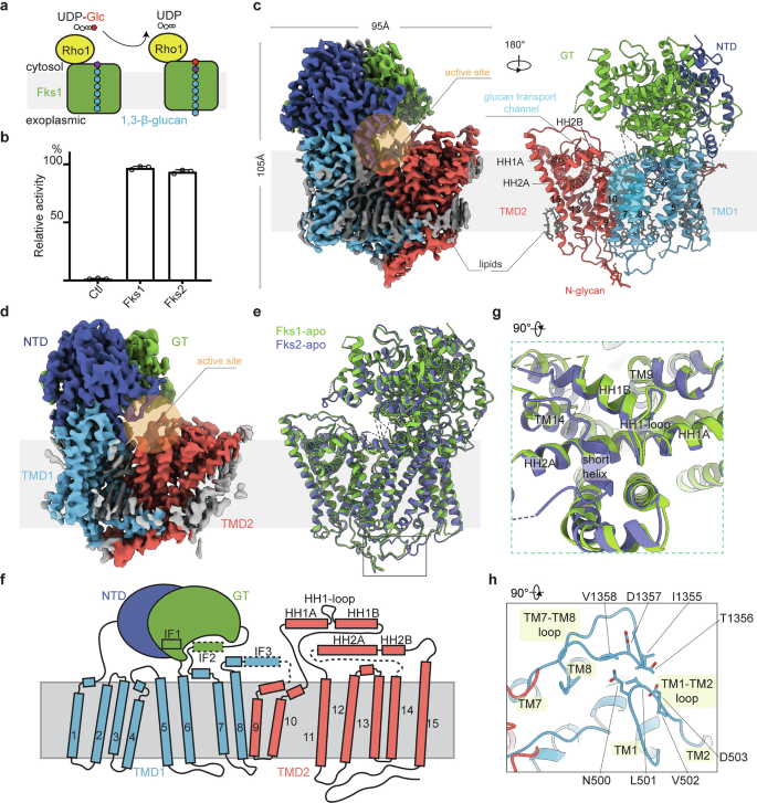Fig. 1: Enzyme activity and cryo-EM structures of Fks1 and Fks2.