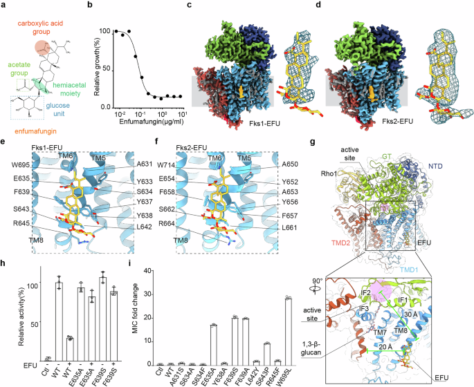 Fig. 2: Enfumafungin binding site of Fks1 and Fks2.