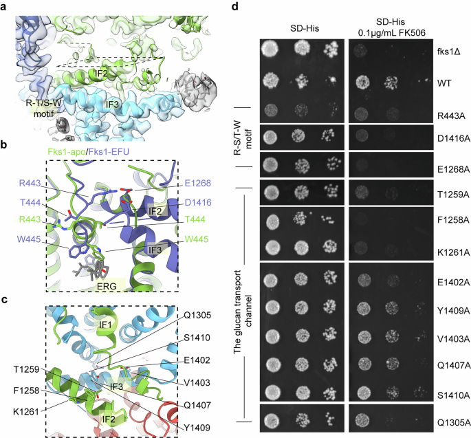 Fig. 4: Intact active site and glucan-transporting channel in the structures of FKS in complex with EFU.
