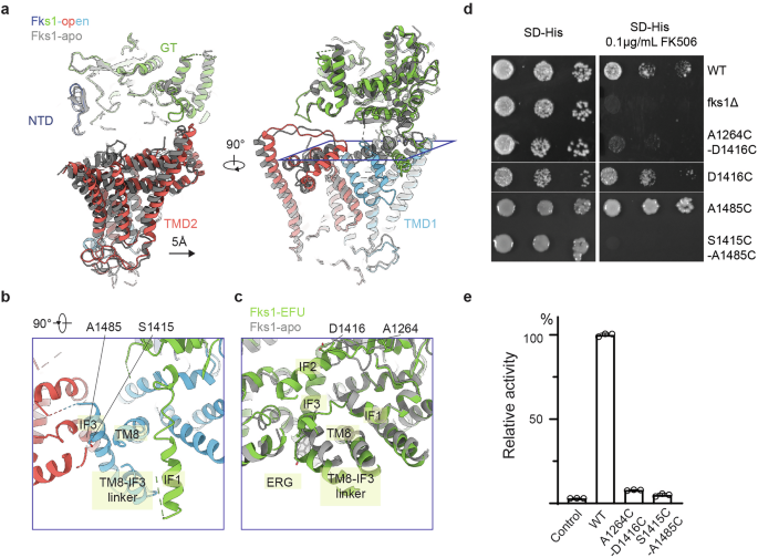 Fig. 5: Structure of Fks1 in an open state.