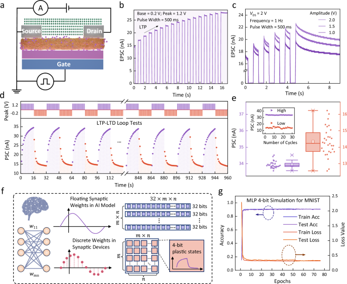 Fig. 5: Synaptic characteristics test using electrical pulses.