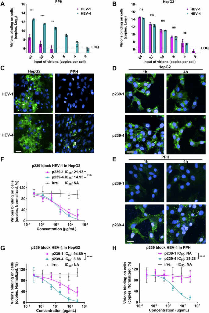 Fig. 1: Binding potency of genotypes 1 and 4 HEV with primary porcine hepatocytes (PPH).