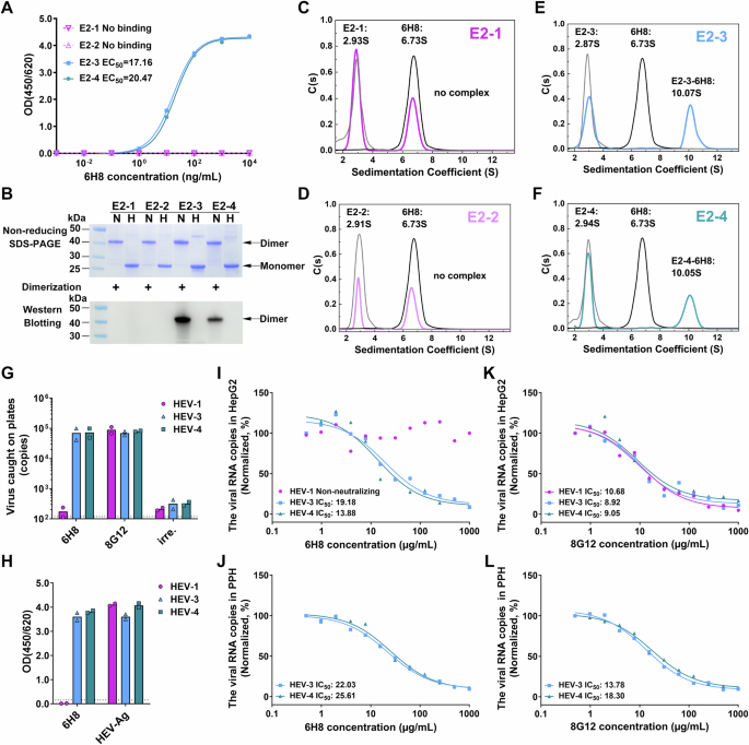 Fig. 2: Characterization of neutralizing mAb 6H8, which recognizes an epitope specifically present on zoonotic HEV capsid.