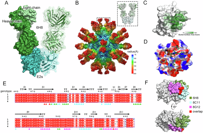 Fig. 3: Structure of HEV capsid protein E2s-4 in complex with the Fab of the neutralizing antibody 6H8.