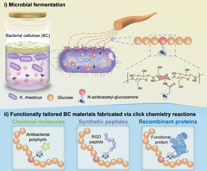Fig. 1: Schematic illustrating in situ functionalization of BC integrating metabolic glycoengineering with click chemistry.