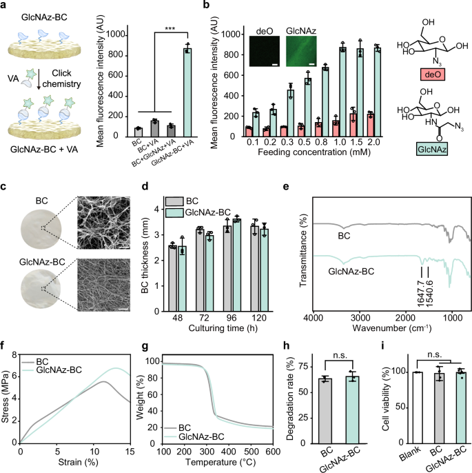 Fig. 2: Physicochemical Characterization of GlcNAz-BC.