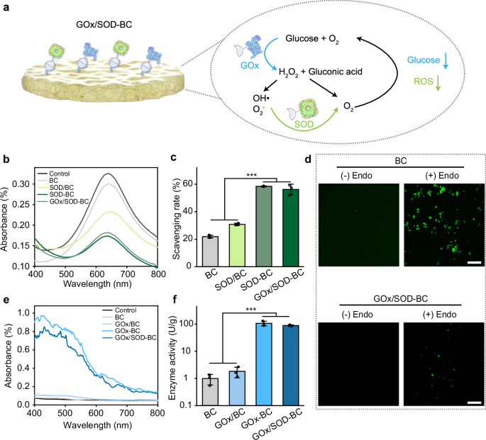 Fig. 4: In vitro characterization of Gox and SOD-grafted BC materials.