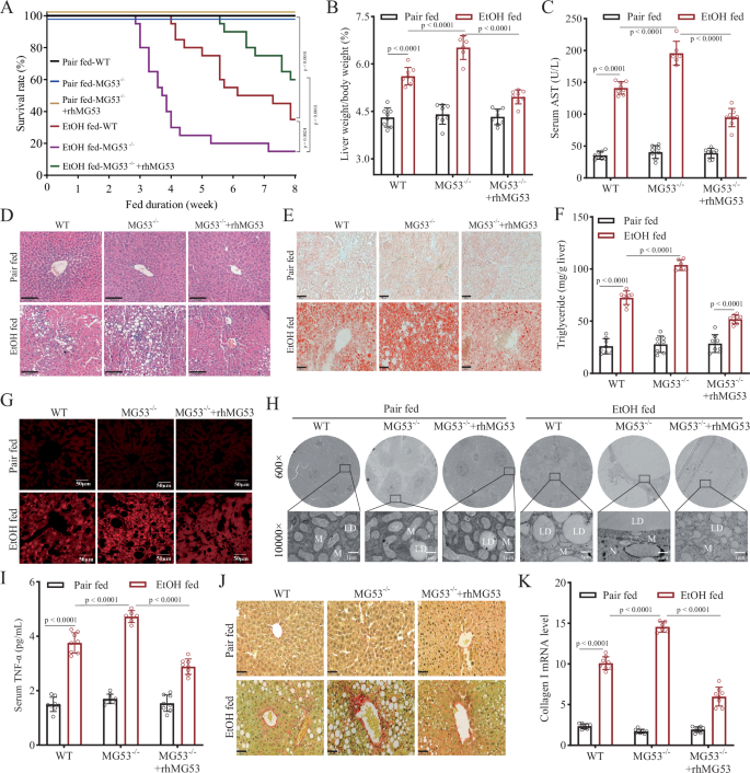 Fig. 2: MG53 deficiency exacerbates the severity of ALD, while exogenous rhMG53 ameliorates ALD in mice.