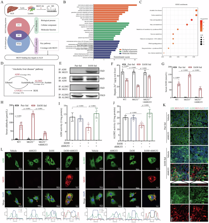 Fig. 3: ADH and ALDH2 are MG53-interacting proteins that regulate alcohol metabolism in ALD.