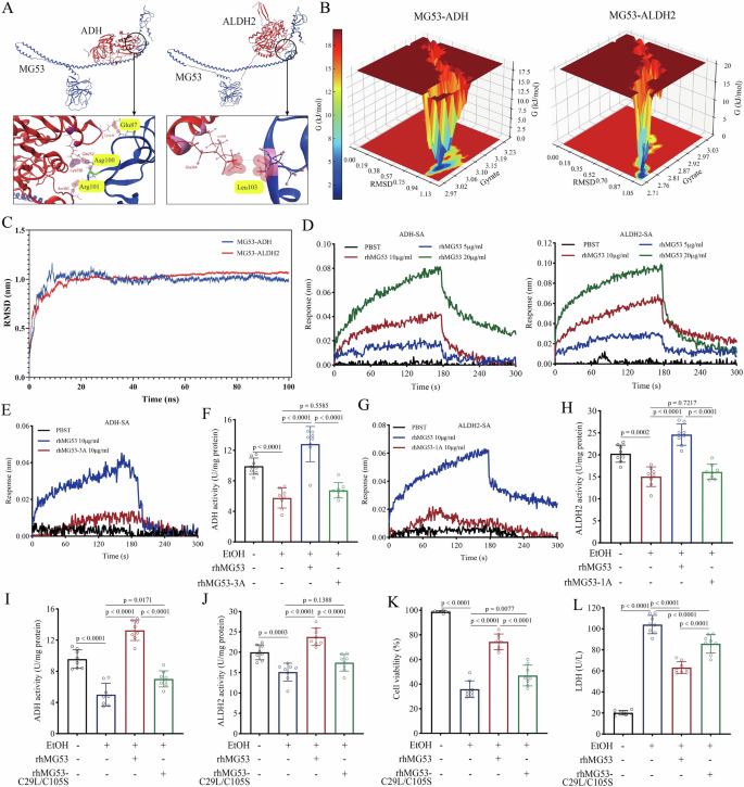 Fig. 4: Molecular interactions among MG53, zinc, and ADH/ALDH2 in alcohol metabolism.