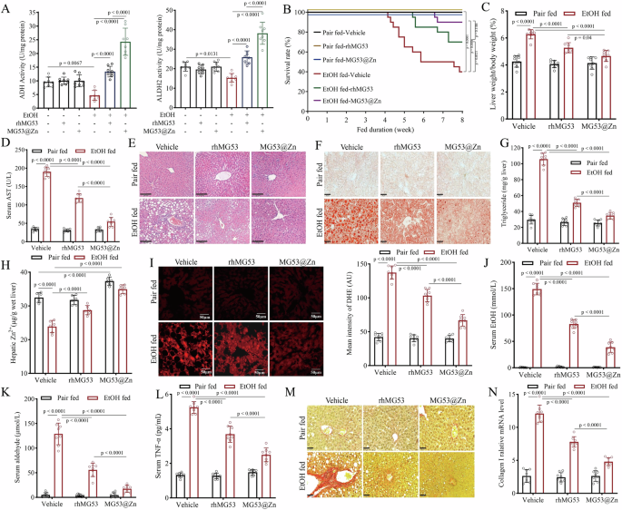 Fig. 6: Therapeutic benefits of MG53@Zn-NPs in treating ALD in mice.