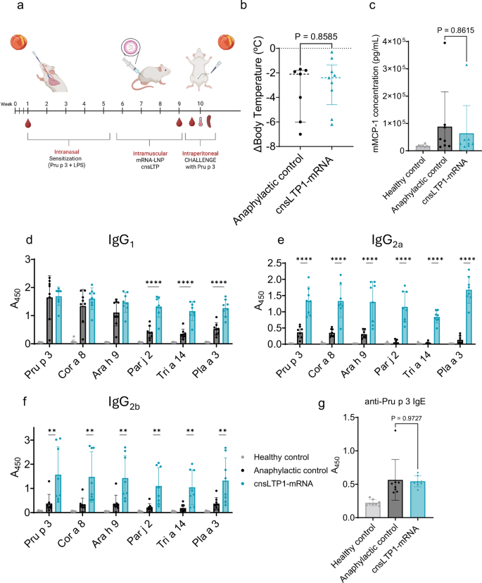 Fig. 7: Evaluation of the allergic anaphylactic mouse model immunized intramuscularly with cnsLTP1 mRNA-LNP.