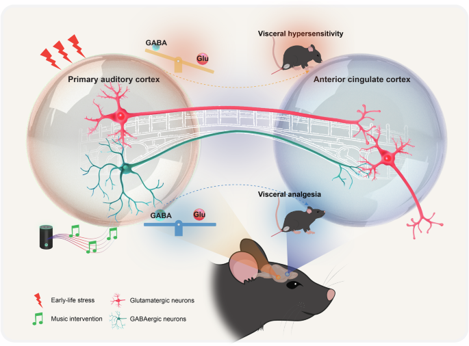 Fig. 7: Schematic illustration of a cortico-cortical Au1-ACC neural circuit underlying cross-modal visceral pain modulation.