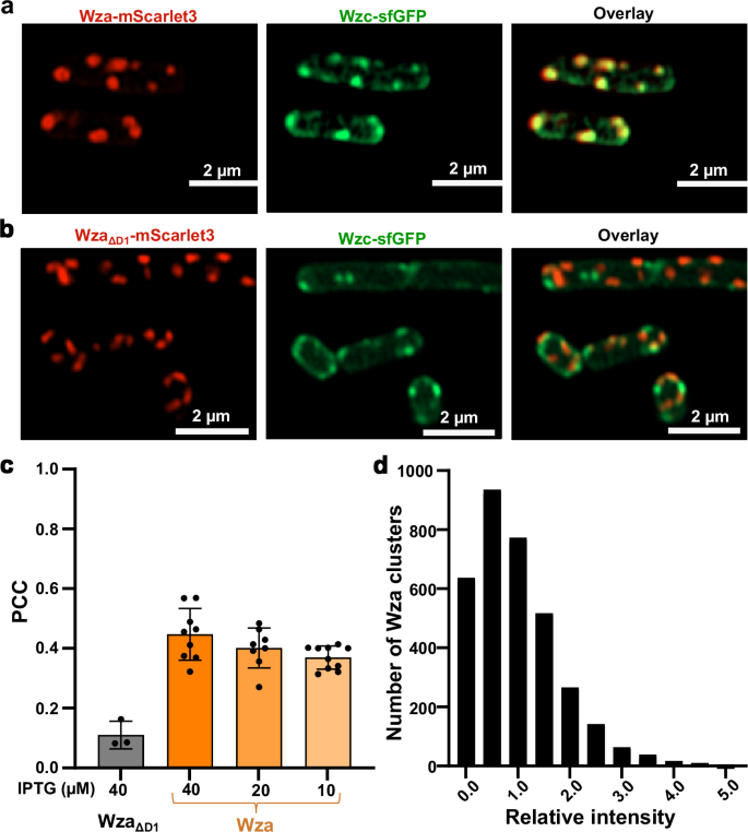Fig. 1: Co-localization of Wza and Wzc in vivo.