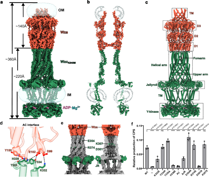 Fig. 2: Structural organization of the Wza-Wzc complex.