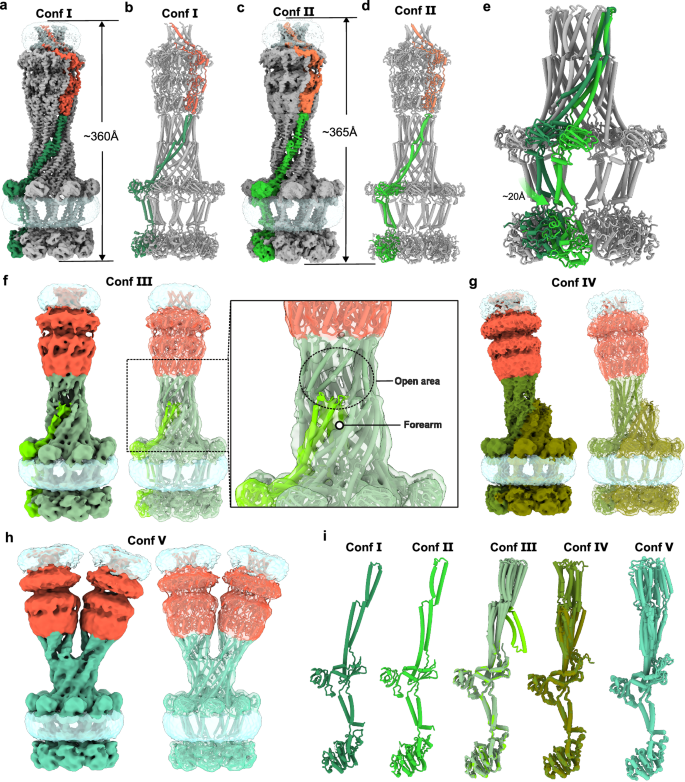 Fig. 3: Dynamics of the Wza-Wzc complex.