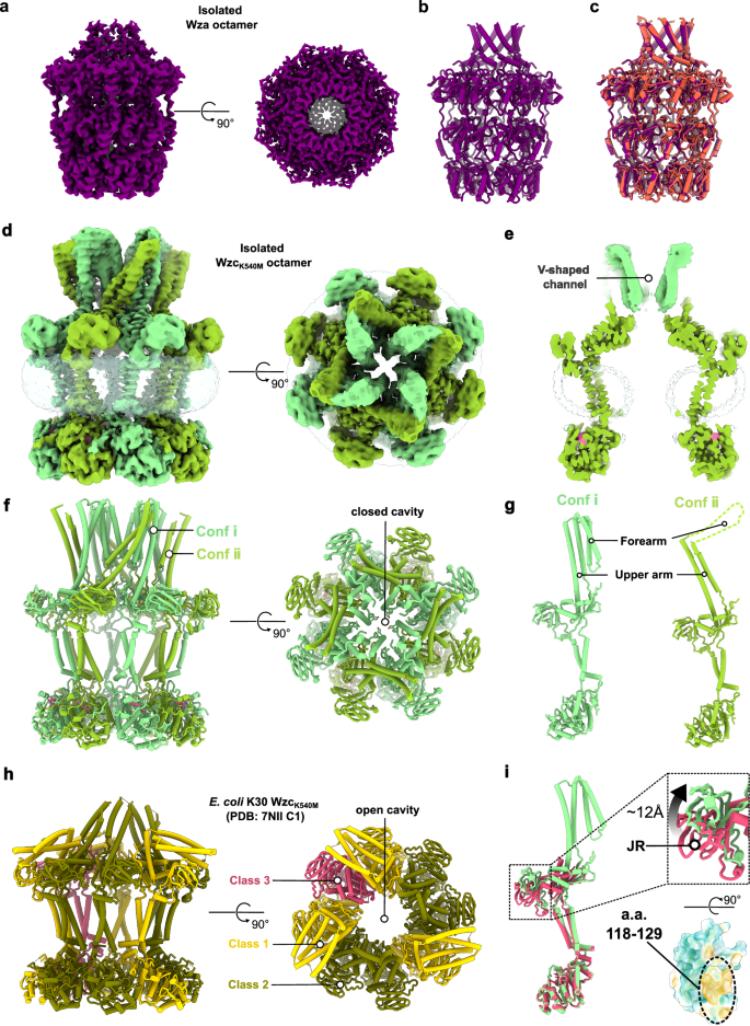 Fig. 4: Cryo-EM structures of the isolated Wza translocon and Wzc octamer.
