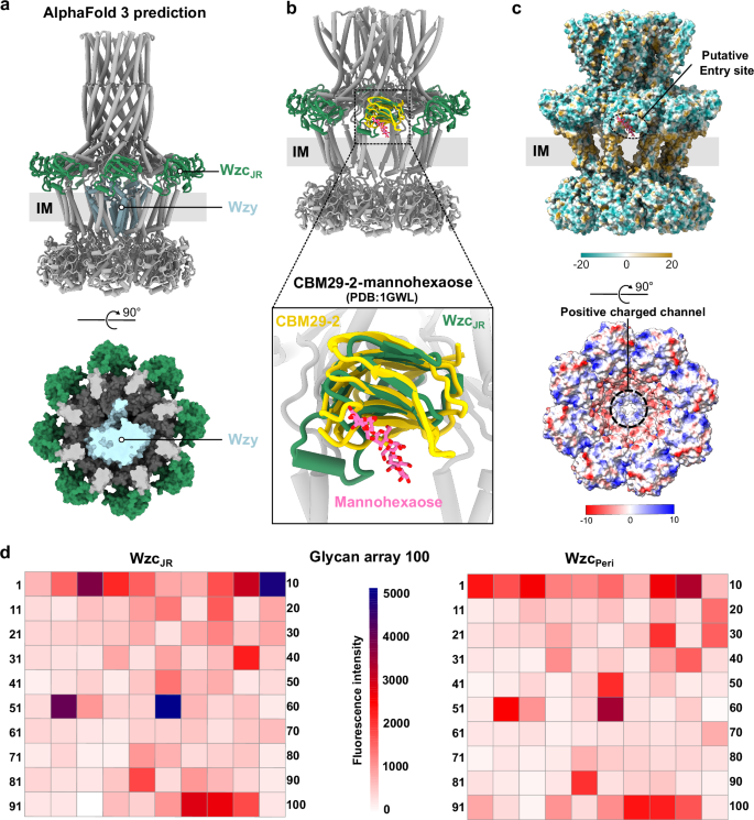 Fig. 5: The CPS polymerization platform Wzc-Wzy with JR-directed CPS loading.